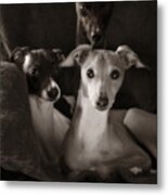 Italian Greyhound Trio In Black And White Metal Print