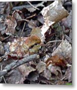 It's A Baby Grouse Metal Print