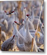 It's A Sandhill Crane Thing Metal Print