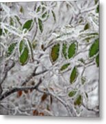 It's Cold Outside Metal Print