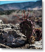Itty Bitty Prickly Pear Cactus Metal Print