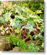 Ivy On Stones Metal Print