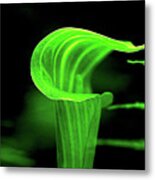 Jack In The Pulpit With Ferns Metal Print