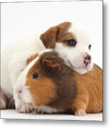 Jack Russell Terrier Puppy Guinea Pig Metal Print