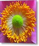 Japanese Anemone Close Up Metal Print