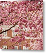 Japanese Cherry Trees In A Town Metal Print