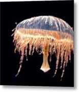 Japanese Flower Hat Jelly Metal Print