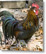 Java-phoenix Cross Rooster Metal Print