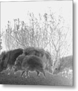 Javelinas In The Desert Metal Print