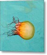 Jelly In The Wild Metal Print