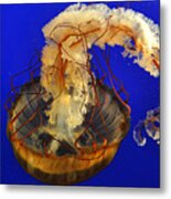 Jellyfish Metal Print