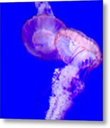 Jellyfish Pair-8765 Metal Print