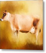 Jersey Cow In Field Metal Print