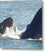 Join Me For Lunch? -- Humpback Whales At Avila Beach, California Metal Print