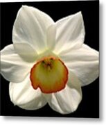 Jonquil 1 Metal Print