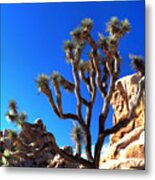 Joshua Tree Dreams Metal Print