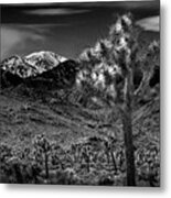 Joshua Tree In Black And White In Joshua Park National Park With The Little San Bernardino Mountains Metal Print