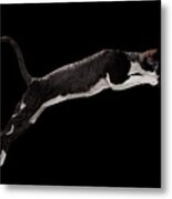 Jumping Cornish Rex Cat Isolated On Black Metal Print