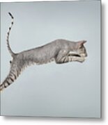 Jumping Peterbald Sphynx Cat On White Metal Print