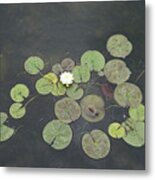 Just Chillin - A Little Turtle Relaxing On A Waterlily Leaf Metal Print