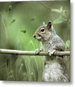Just Watching The World Going By Metal Print