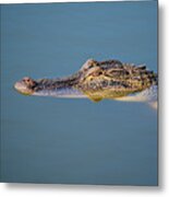 Juvenile Alligator Head In Blue Water Metal Print