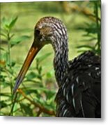 Limpkin Metal Print