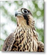 Juvinille Peregrine Falcon Metal Print