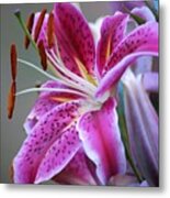 K And D Lilly 6 Metal Print