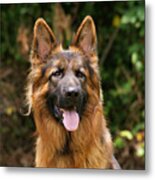 Kaiser - German Shepherd Metal Print