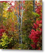 Kaleidoscope Of Autumn Colors Metal Print