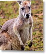 Kangaroo Metal Print