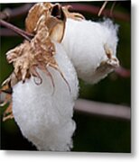 Kapok - Ceiba Pentandra - Silk Cotton Tree Metal Print