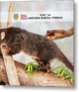 Kaya The Ringtail Possum, Native Animal Rescue Metal Print