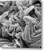 Kefir Bacteria Metal Print