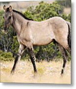 Kiger Colt Metal Print