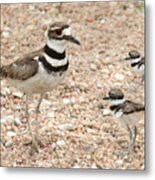 Killdeer And Chicks Metal Print