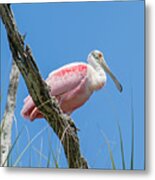 King Of The Rookery Metal Print
