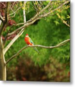 King Parrot Metal Print