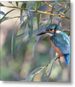 Kingfisher In Willow Metal Print