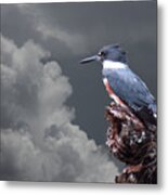 Kingfisher Stormy Background Metal Print