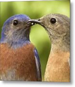 Kissy Face Closeup Metal Print