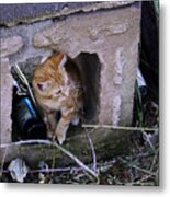 Kitten In The Junk Yard Metal Print