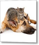 Kitten Laying On German Shepherd Metal Print