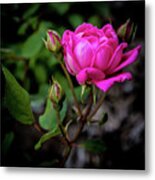 Knockout Rose Metal Print