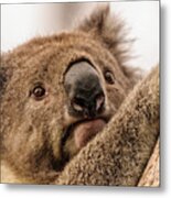 Koala 3 Metal Print