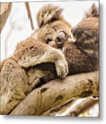 Koala 5 Metal Print