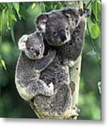 Koala And Young Metal Print