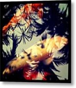 Koi Fish In Pond, Bal Harbor Shops Metal Print