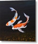 Koi Love Metal Print